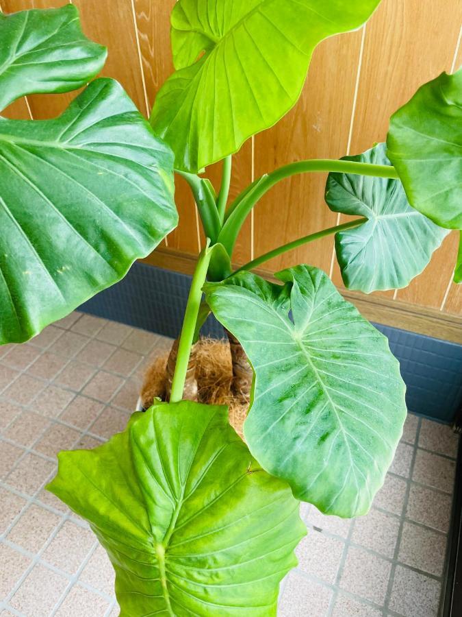 東のおうち Hita